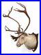 Antique-Taxidermy-Reindeer-head-mount-by-Peter-Spicer-Sons-circa-1937-01-hkd