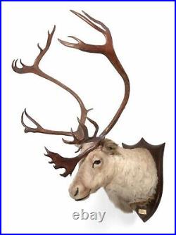 Antique Taxidermy Reindeer head mount by Peter Spicer & Sons, circa 1937