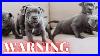 Are-Staffies-Easy-To-House-Train-Truth-Revealed-01-ylkn