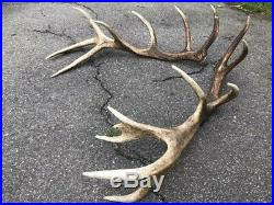 Big red deer antlers great natural deer shed taxidermy ornament home decor art