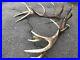 Big-red-deer-antlers-great-natural-deer-shed-taxidermy-ornament-home-decor-art-01-xxp