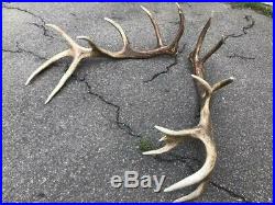 Big red deer antlers great natural deer shed taxidermy ornament home decor art