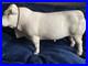 Border-Fine-Art-Charolais-Bull-A4598-01-qwa