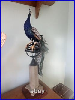 Border Fine Art Peacock Limited Edition