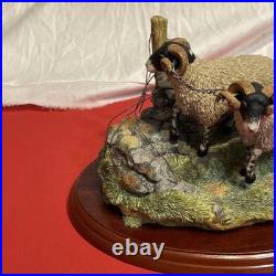 Border Fine Arts A1017 Bolted By James Herriot Rams