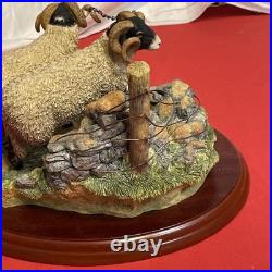 Border Fine Arts A1017 Bolted By James Herriot Rams