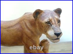 Border Fine Arts African Lioness & Cubs Lion Limited Edition with Certificate