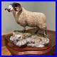 Border-Fine-Arts-B0354-Blackie-Tup-with-certificate-of-authenticity-01-pgby
