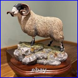 Border Fine Arts B0354 Blackie Tup with certificate of authenticity
