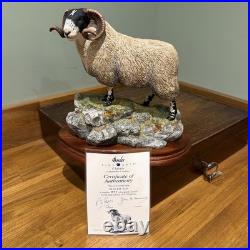 Border Fine Arts B0354 Blackie Tup with certificate of authenticity