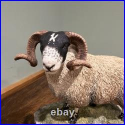 Border Fine Arts B0354 Blackie Tup with certificate of authenticity