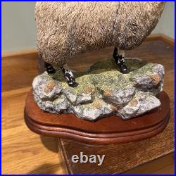 Border Fine Arts B0354 Blackie Tup with certificate of authenticity