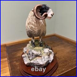 Border Fine Arts B0354 Blackie Tup with certificate of authenticity