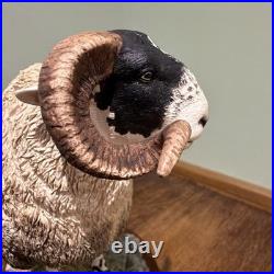Border Fine Arts B0354 Blackie Tup with certificate of authenticity