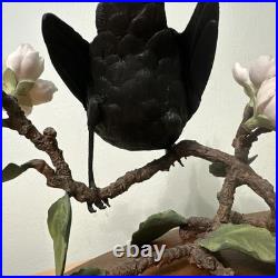 Border Fine Arts Bird L90 Blackbird Ltd Ed 476/1850 New Original In It's Boxes