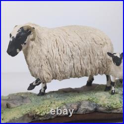 Border Fine Arts Blackfaced Ewe & Collie B104 Ray Ayres Vintage Mounted VGC