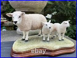 Border Fine Arts Border Fine Arts B0658 TEXEL EWE & LAMBS