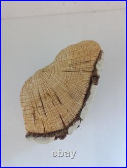 Border Fine Arts Brambly Hedge Winter Tableau B0554 No. 57 (Boxed, certificate)