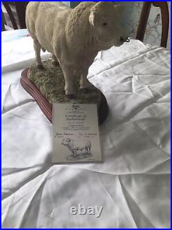 Border Fine Arts Charolais Bull. Limited Edition