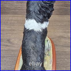 Border Fine Arts Collie Standing Margaret Turner 2003 Black White A1865 Rare