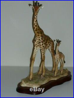 Border Fine Arts HIGH BROWSERS Giraffes LIMITED EDITION