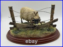 Border Fine Arts James Herriot Ewedini Sheep Figurine A0907 Swaledale Ram