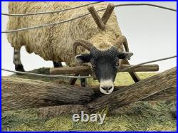 Border Fine Arts James Herriot Ewedini Sheep Figurine A0907 Swaledale Ram