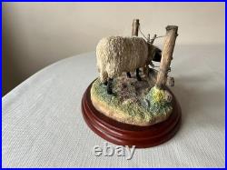 Border Fine Arts James Herriot Ewedini Sheep Figurine A0907 Swaledale Ram
