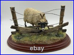 Border Fine Arts James Herriot Ewedini Sheep Figurine A0907 Swaledale Ram