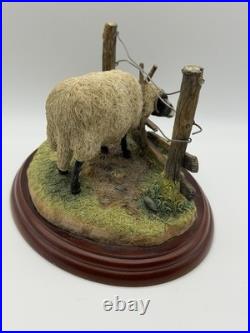 Border Fine Arts James Herriot Ewedini Sheep Figurine A0907 Swaledale Ram