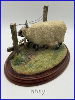 Border Fine Arts James Herriot Ewedini Sheep Figurine A0907 Swaledale Ram