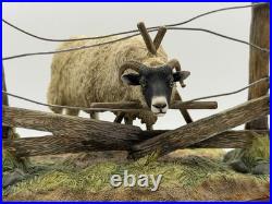 Border Fine Arts James Herriot Ewedini Sheep Figurine A0907 Swaledale Ram