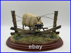 Border Fine Arts James Herriot Ewedini Sheep Figurine A0907 Swaledale Ram