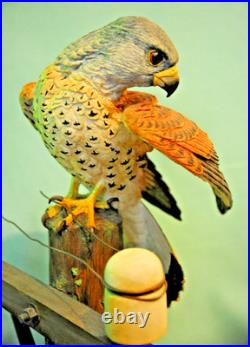 Border Fine Arts'Kestrel', No. B0869 by Richard Roberts, 21/350 in Very Good C