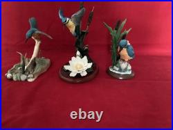 Border Fine Arts Kingfishers (3) Beautiful In All Three