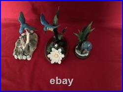 Border Fine Arts Kingfishers (3) Beautiful In All Three
