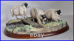 Border Fine Arts Model Sheep collection Blackfaced Ewes A27074 2016