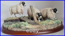 Border Fine Arts Model Sheep collection Blackfaced Ewes A27074 2016