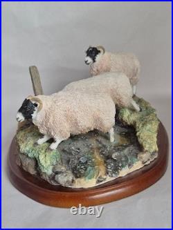 Border Fine Arts Model Sheep collection Blackfaced Ewes A27074 2016