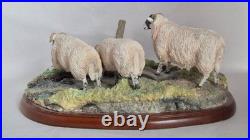 Border Fine Arts Model Sheep collection Blackfaced Ewes A27074 2016