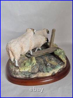 Border Fine Arts Model Sheep collection Blackfaced Ewes A27074 2016
