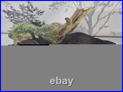 Border Fine Arts Otter Family'Keeping Up' B0333 Mounted Ceramic Figurine