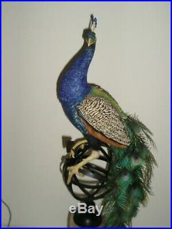 Border Fine Arts REGAL SPLENDOUR Millennium Peacock