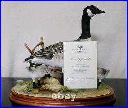 Border Fine Arts Rare Canada Goose and Goslings Limited Edition 126/500