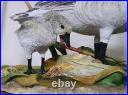Border Fine Arts Rare Canada Goose and Goslings Limited Edition 126/500