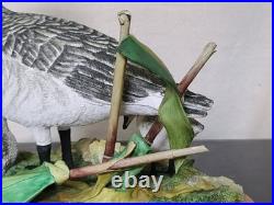 Border Fine Arts Rare Canada Goose and Goslings Limited Edition 126/500