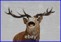 Border Fine Arts Red Stag Standing on Rocks Modelled by David Walton no. 151