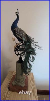 Border Fine Arts Regal Splendour Peacock LE 368/500 Richard Roberts COA