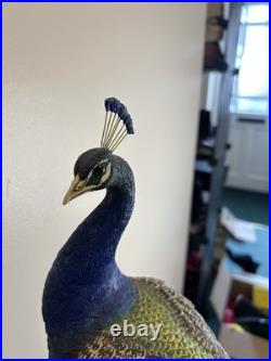 Border Fine Arts Regal Splendour Peacock Richard Roberts LE368/500 COAMillennium