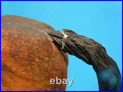 Border Fine Arts Scotland WELSH COB Style 2 Judy Boyt RARE a/f